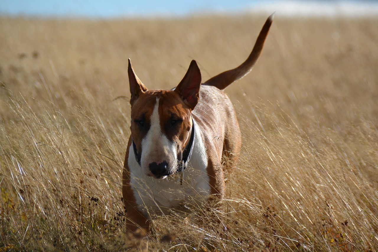 Exploring the Unique Traits of the Tenterfield Terrier